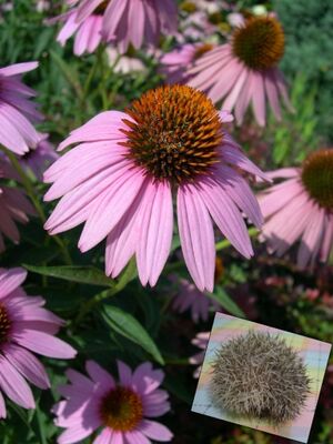 Echinacea Purpea with hedgehog.jpg