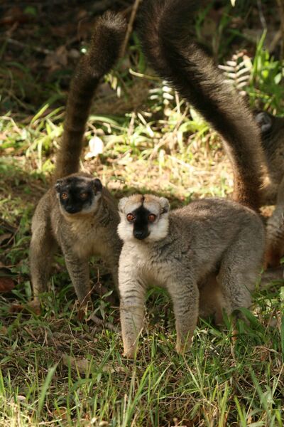 File:Red fronted lemurs.jpg