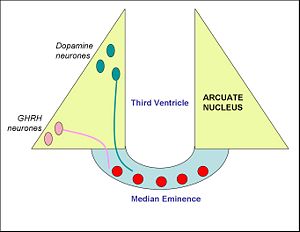Arcuate nucleus.jpg