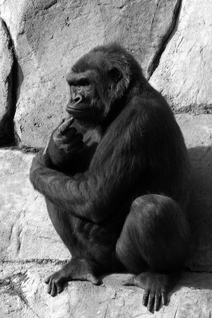 Pensive gorilla.png