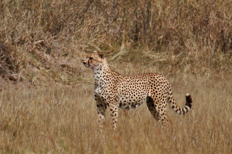 File:Cheetah small.jpg