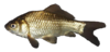 Juvenile Single-tailed Goldfish