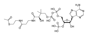 Acetyl-CoA-2D.png