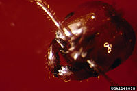 Red imported fire ant -- close-up of head