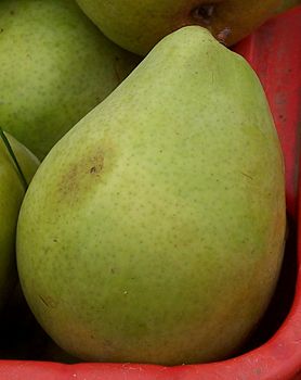 Anjou pears.