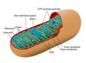 Mitochondria.gif