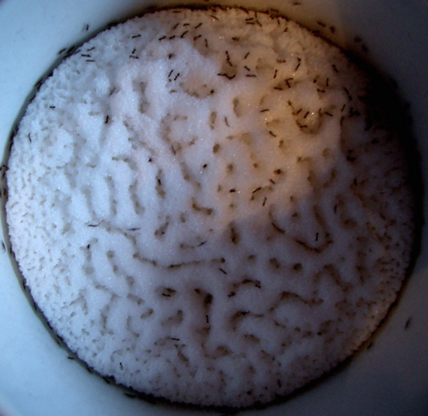 File:Self-organizing ants in a sugar jar.png