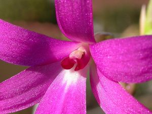 Isabelia violacea detail.jpg