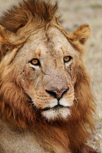 File:Male lion face.jpg