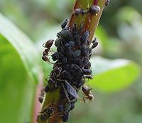 In one of the many unique ways animals obtain food, rancher ants drink sugary juice from aphids (Aphis fabae) in return for the aphids' protection, an example of symbiosis and mutualism.