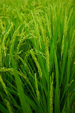 Rice stalk.jpg