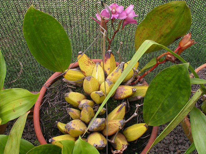 File:Bifrenaria tyrianthina plant.jpg