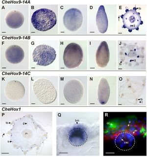 Developmental and medusa-specific expression of Hox genes in Clytia hemisphaerica.jpg