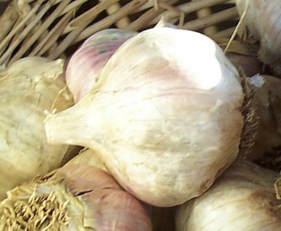 Garlic.