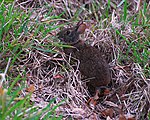 Marsh Rabbit