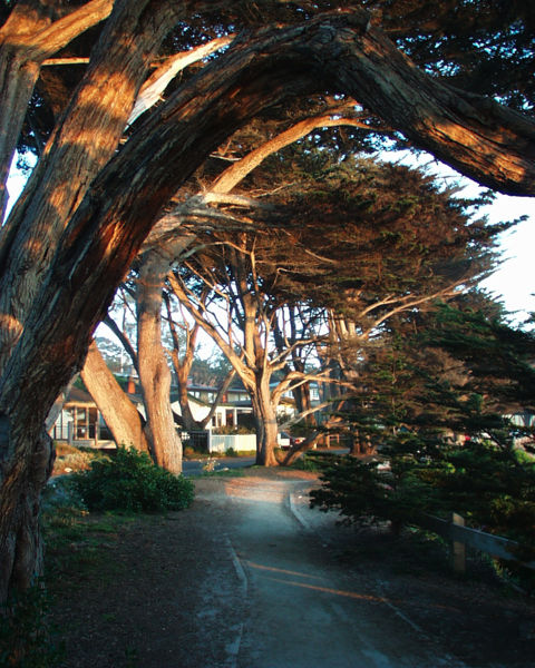 File:Monterey California.jpg