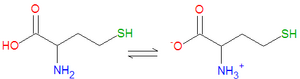 Homocysteine.png