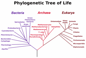Tree phylogeny 3 domain.gif