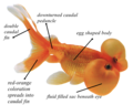 A diagram of the Bubble-eye Goldfish