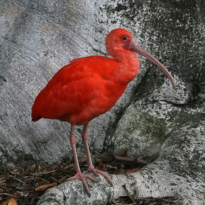 Scarlet ibis.jpg
