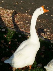 I wish I knew how this place came to have a flock of domestic geese.