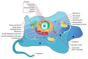 Animal cell structure.svg