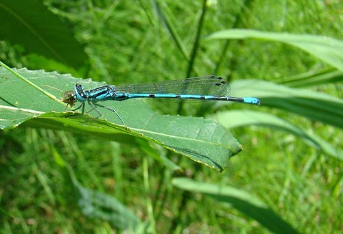 Male azure damselfly - Coenagrion puella - eating its catch