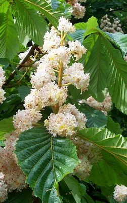 Horse chestnut in full bloom.