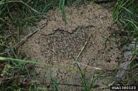 Red imported fire ant -- agitated nest