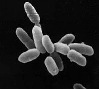 Halobacteria 1.jpg