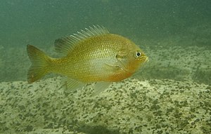 Redbreast Sunfish - Lepomis auritus (2365698542).jpg