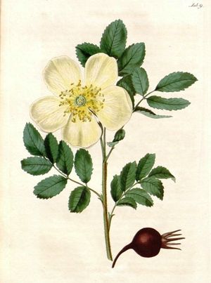 Rosa hemisphaerica.jpg