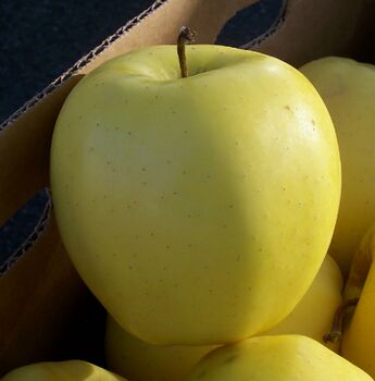 Golden Delicious, intended for direct eating.