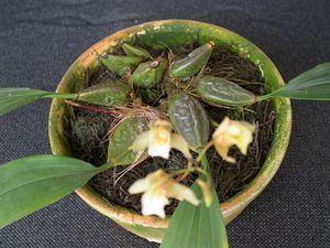 Bifrenaria racemosa 2.jpg