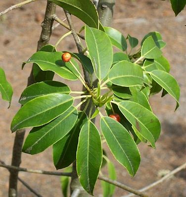 Long-stalked holly