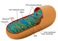 Mitochondria are the 'power plants' of cells that convert organic materials into energy. Mitochondria have their own DNA and may be descended from free-living prokaryotes that were closely related to rickettsia bacteria