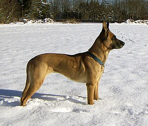 Female Malinois 2005-01-29.jpg