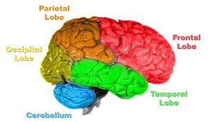 Brain-anatomy.jpg