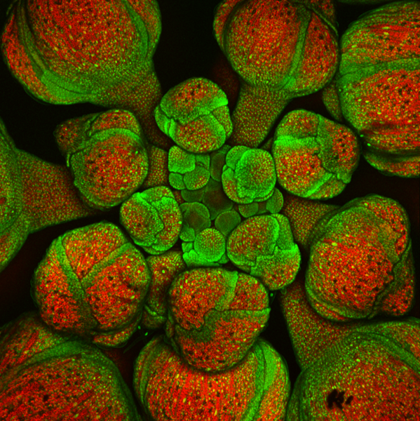 File:Cell size patterning in Arabidopsis flowers.png