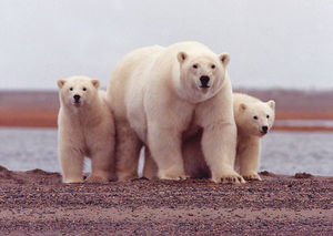 Female polar bear and cubs at the Beaufort Sea. Polar bears are the largest species of bear.