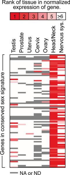 File:Expression of the occipital cortex conserved sexually dimorphic genes in other human tissues.png