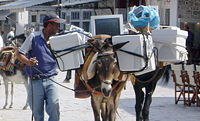 Donkeys are a domesticated animal whose mechanical strength is often harnessed by humans as transportation.