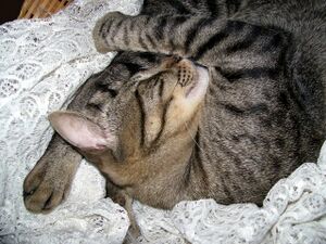 Cat sleeping1.jpg