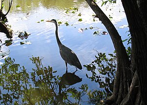 Blue Heron.JPG