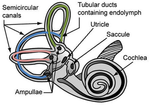 Vestibular system of ear.PNG