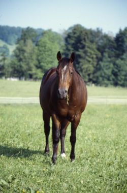 This quarter horse shows the brown colored body combined with black mane tail and lower legs that is called "bay". Bay is the most common coloration of all horses. The one white hind sock, and white star