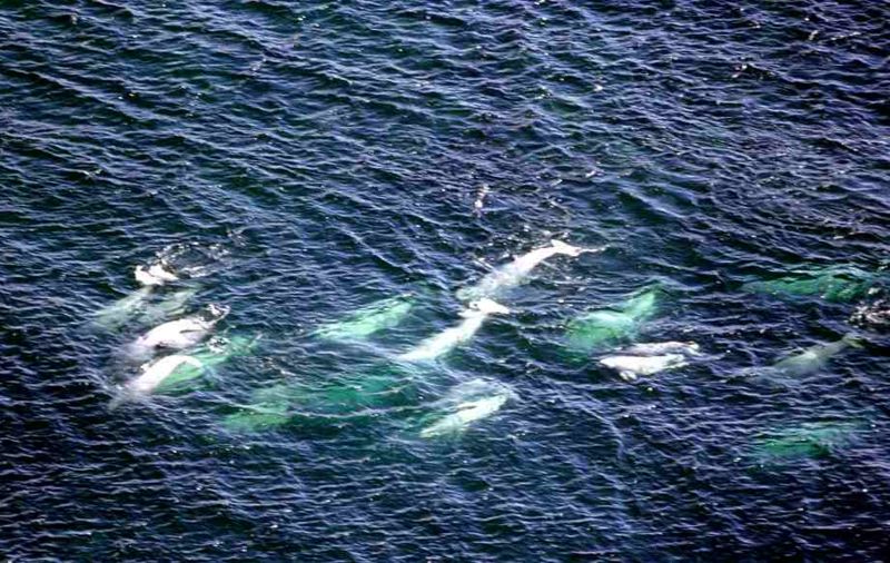 File:A pod of Beluga Whales in the Churchill River.jpg