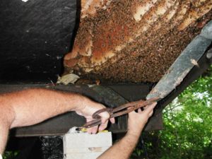 Feral honey bees have moved into the space underneath a mobile home. They will be removed and placed into a Langstroth hive.