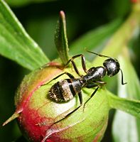 One of the many thousands of ant species crawls on a peony fruit. Ants are essential in redistributing resources and aerating the soil in every continent except Antarctica.