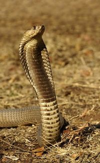 Anchieta's cobra